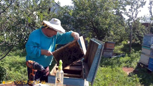 Пересаживаю первый пойманный рой. 22.06 21 смотреть онлайн