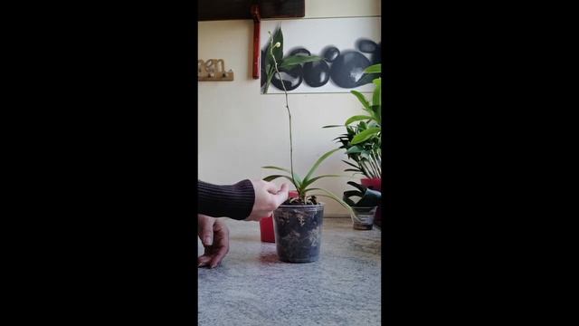 PHALAENOPSIS - savjeti i koliko su korisni početnicima u održavanju orhideja смотреть онлайн