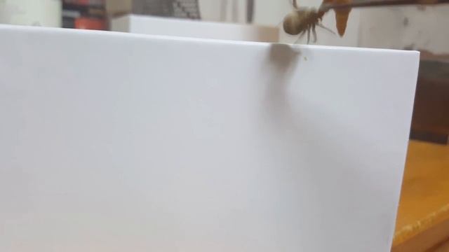 대륙게거미 смотреть онлайн