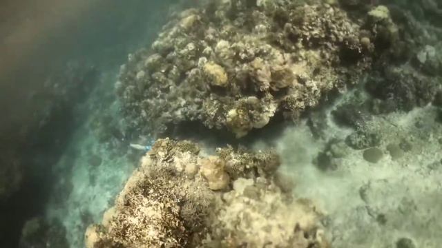 FREEDIVING SESSION | AMPARO SOUTHERN LEYTE 🤙 #goprohero8 #fundive #freedivinglife смотреть онлайн
