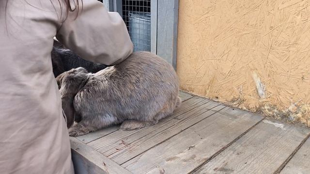 Французские бараны. Альпак парк. Сочи. Роза Хутор. смотреть онлайн
