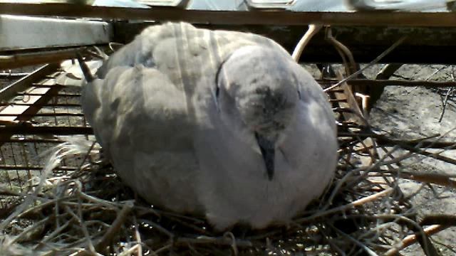 Гнездо го́рлицы 27 Март 2012 г. 01:12 (PDT) смотреть онлайн