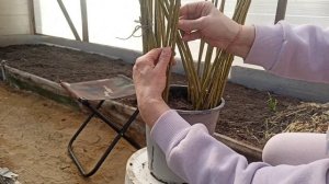 За 5 минут плетёное дерево из ивы 🥦🌴🤔