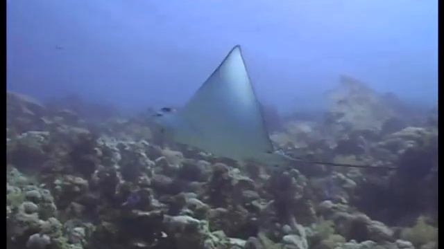 Ras Mohammed: Shark & Jolanda reef + Dunraven смотреть онлайн