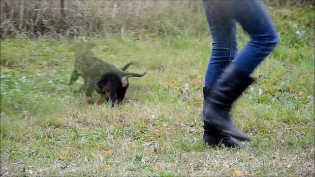 Rottweiler de vanzare - Miereschhall Intracom Kennel смотреть онлайн