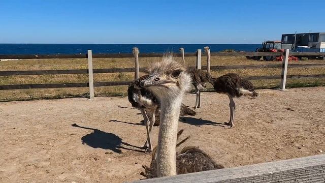 Вячеслав Антонов. Путешествие в Глубинку. Крым. Страусиная ферма. смотреть онлайн