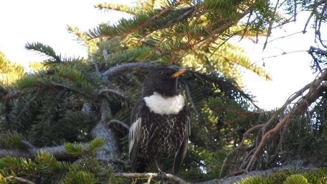 kos horský ( Turdus torquatus) смотреть онлайн