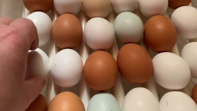 Серия15) 15 день инкубации в РЯБА 36-китайский инкубатор. 22 марта 2025 года смотреть онлайн