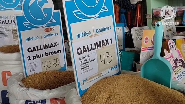 Presyo ng Feeds ngayung 2023 TUMAAS ba? Or Nag MURA?ALAMIN... смотреть онлайн