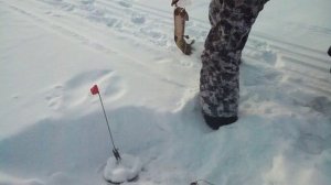 Моменты зимней рыбалки.