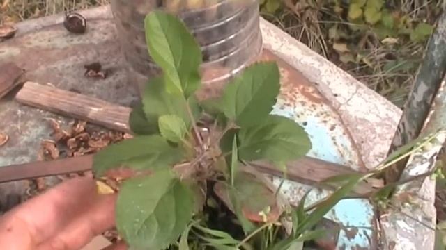 Яблонька из косточки смотреть онлайн