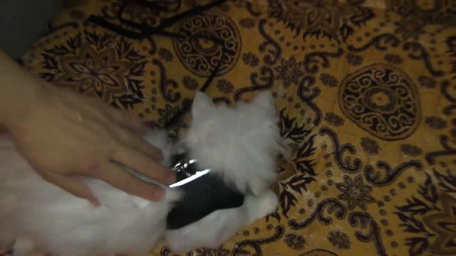Котенку Нордику купили шлейку для хорьков смотреть онлайн