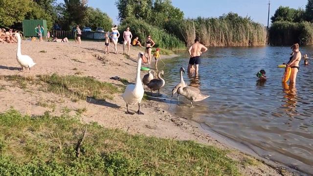 Каждый день одно и то же: Лебеди-попрошайки на пляже #лебеди #семьялебедей #пляж #swan #swanlake смотреть онлайн