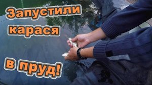 Запускаем карася в пруд из ближайшего водоёма \ Украшаем пруд камнями и ракушками (июнь 2018)