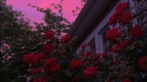 Allie X - Bitch 🥀 (Lyrics)