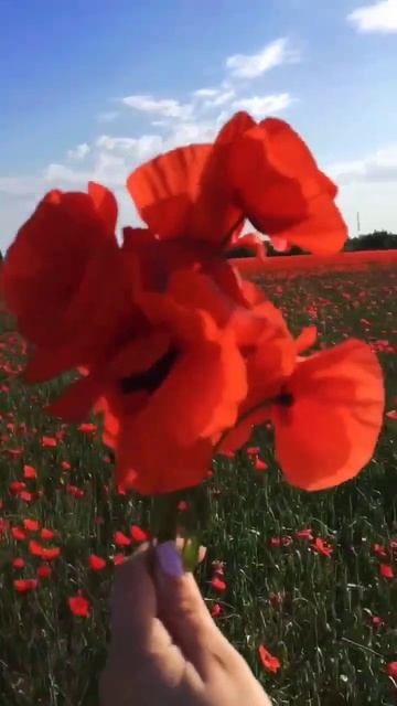 У меня есть две идеи) Пиши) #фотографанапа #анапа #shorts #маки смотреть онлайн