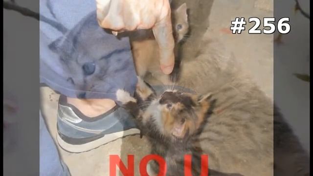 #256. Смешные кошки и котята смотреть онлайн