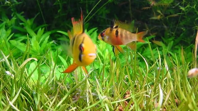 Ramirezi (Mikrogeophagus Ramirezi) смотреть онлайн