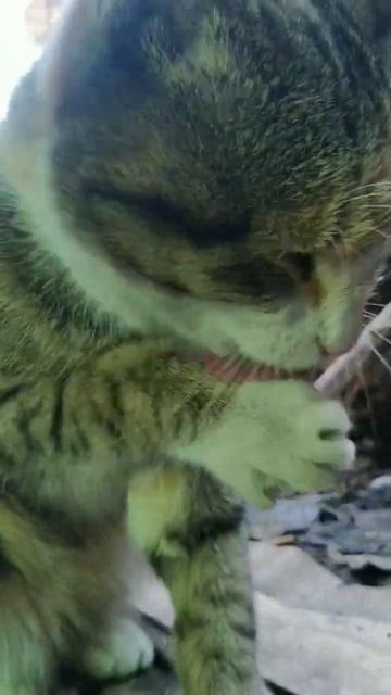 😻🐈 🥰 После вкусного обеда чистоплотная кошка умывается подпишись и поставь лайк #shorts #short #cat смотреть онлайн