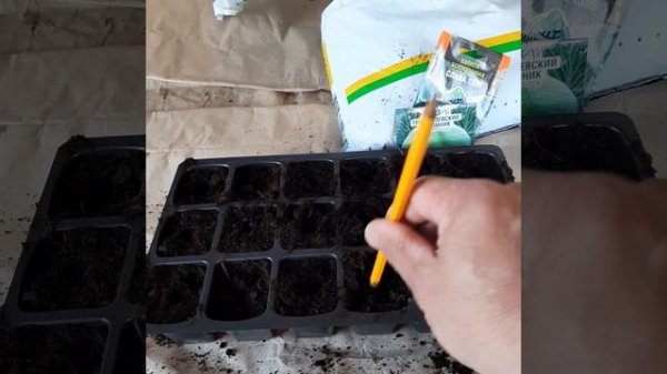 Сроки посадки на рассаду среднеспелого сорта капусты Слава 1305.