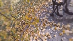 Наша  осень