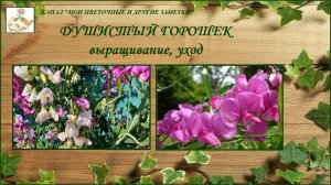 Душистый горошек (Чина душистая и Чина широколистная) - выращивание, уход