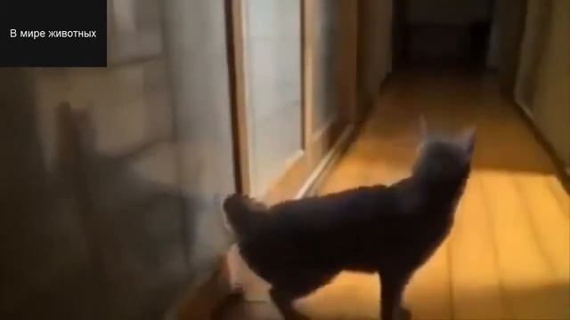 Смешные кошки 2015 Март - Funny cat videos 2015 March # 32 смотреть онлайн