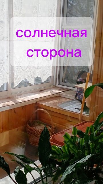 восточная 19а.mp4