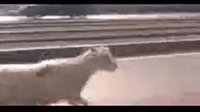 Баран устроил побег с Курбан-Байрам в Казани смотреть онлайн