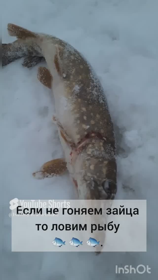 Если не гоняем зайца то ловим рыбу 🐟 🐟 🐟.#рыбалка #fishing #щука#охотасгончей #топ #hunting #tro смотреть онлайн