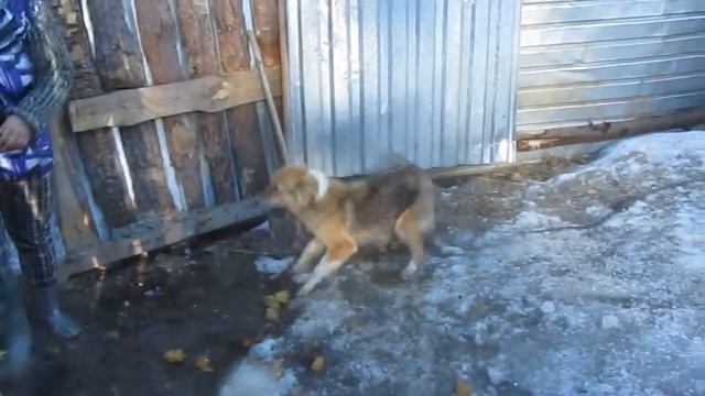 В «Добром доме» Алёны Шибановой смотреть онлайн