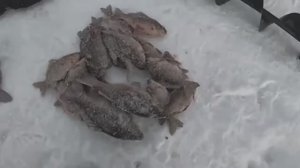 ТАКИМ СПОСОБОМ ЛОВИТСЯ ВСЕГДА! РЫБАЛКА НА ХАПУГИ.