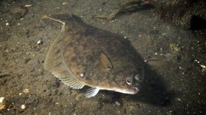 РР4. Норвежское море. Ловим камбалу, пикшу, и ската полярного с берега! Хороший клев!