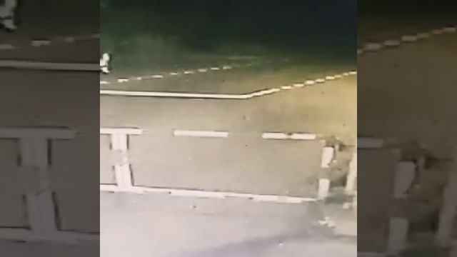 Тигр утащил собаку