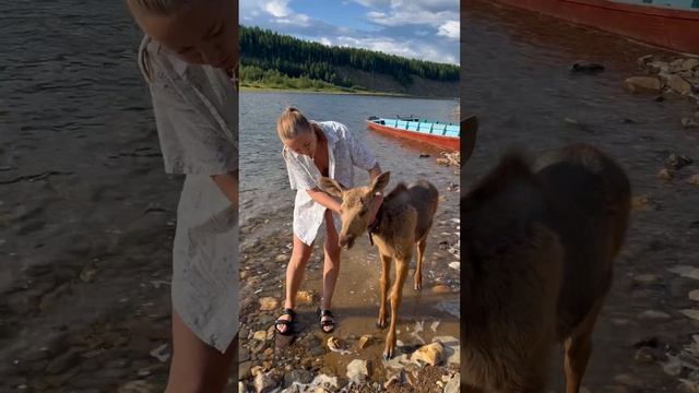 Помогите пожалуйста, на молоко и смеси, Сохе🫎🍼ссылка на донат в кометариях❤️ #лосенок #лес #тайга смотреть онлайн