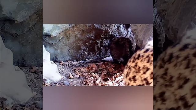 Где скрываются малыши леопарды