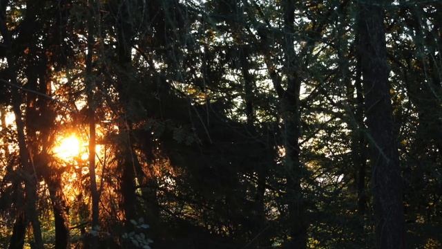 Rúna: Ode to the Mystery ... Ritual Throat-singing/Mellotron/Synth/Drums ... смотреть онлайн