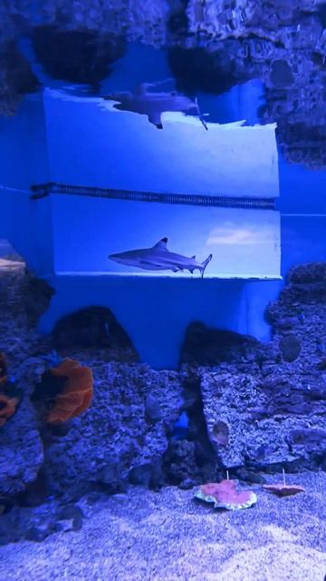 Акулята смотреть онлайн