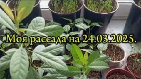 Обзор рассады на 24.03.2025. смотреть онлайн