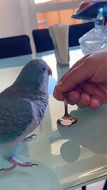 🦜Попугай любит чай в компании🦜parrot loves tea in the company, Калита смотреть онлайн