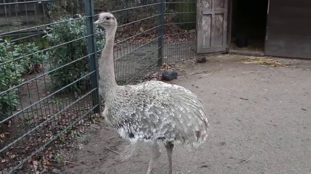 Любопытный страус | Curious ostrich смотреть онлайн