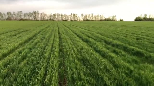 Озимая пшеница Гром. 21.4.24. Белгородская область смотреть онлайн
