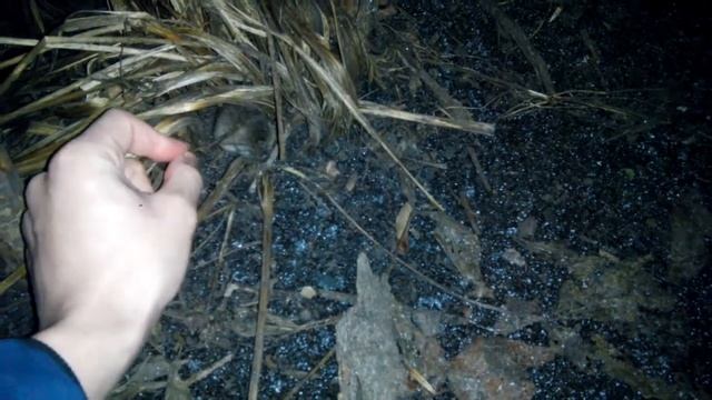 Бешеный мышь смотреть онлайн