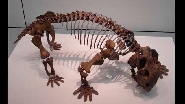 Lystrosaurus: A Prehistoric Pig Reptile! Dino Times смотреть онлайн