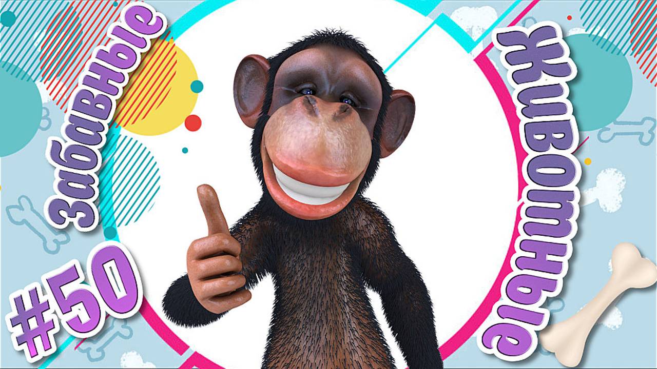 Забавные и Смешные Животные № 50 + Лучшие Подборки Животных + Смешные и Прикольные Животные