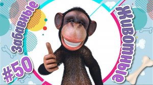 Забавные и Смешные Животные № 50 + Лучшие Подборки Животных + Смешные и Прикольные Животные