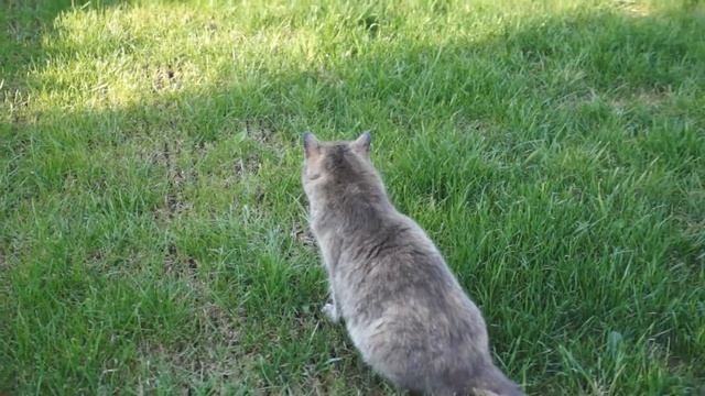летающий кот смотреть онлайн