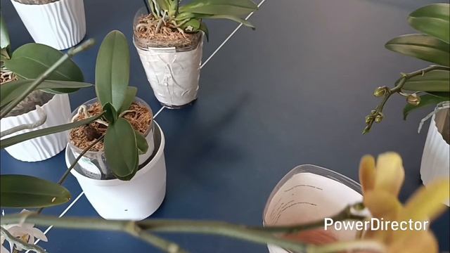 Цветут подростки орхидей от Son Ya🌺 смотреть онлайн