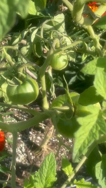 Mini Tour of my backyard garden! Growing Flowers, Peppers, Tomatoes, pumpkins & more #short #shorts смотреть онлайн