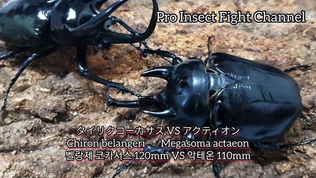 [最強者の戦闘] タイリクコーカサス VS アクティオン [최강자의 전투] 벨랑제코카서스 VS 악테온 смотреть онлайн